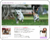 ALOHA DOG�F�n���C�̌������u���O
