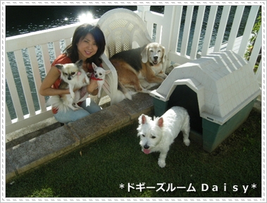 �h�M�[�Y���[��Daisy