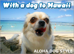 犬のハワイ検疫、現地サポートならアロハドッグスタイル